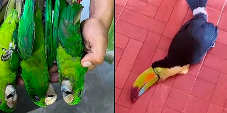 Aves caen muertas a causa del calor en la Huasteca Potosina y en Tamaulipas