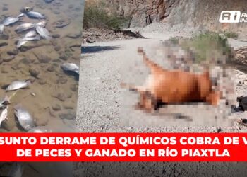 Presunto derrame de químicos cobra de vida de peces y ganado en río Piaxtla