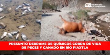Presunto derrame de químicos cobra de vida de peces y ganado en río Piaxtla