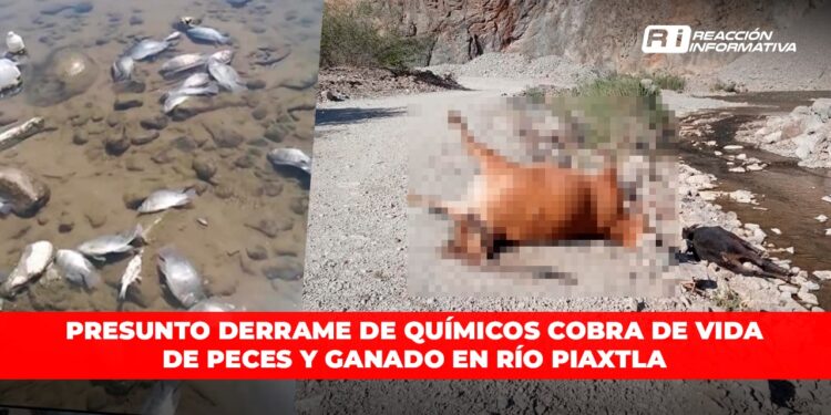 Presunto derrame de químicos cobra de vida de peces y ganado en río Piaxtla