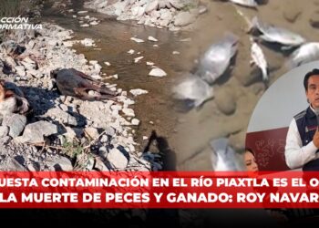 Supuesta contaminación en el Río Piaxtla es el origen de la muerte de peces y ganado: Roy Navarrete