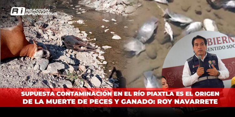 Supuesta contaminación en el Río Piaxtla es el origen de la muerte de peces y ganado: Roy Navarrete