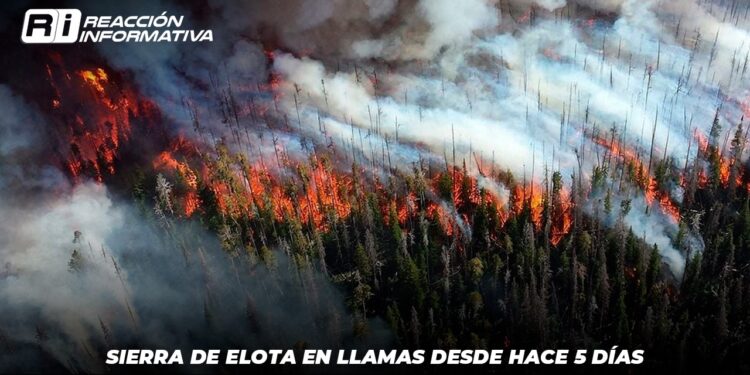Sierra de Elota en llamas desde hace 5 días