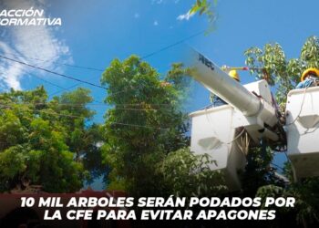 10 mil árboles serán podados por la CFE para evitar apagones