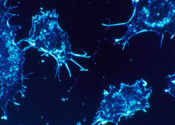 Identifican aditivo que promueve potente inmunidad frente al cáncer