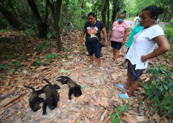 Monos aulladores caen muertos de los árboles en el sureste de México