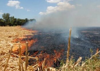Cesavesin llama a no realizar la quema de soca
