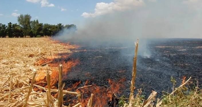 Cesavesin llama a no realizar la quema de soca