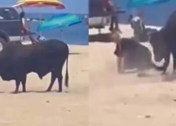 VIDEO: Toro ataca a una mujer en playa de Los Cabos, Baja California Sur