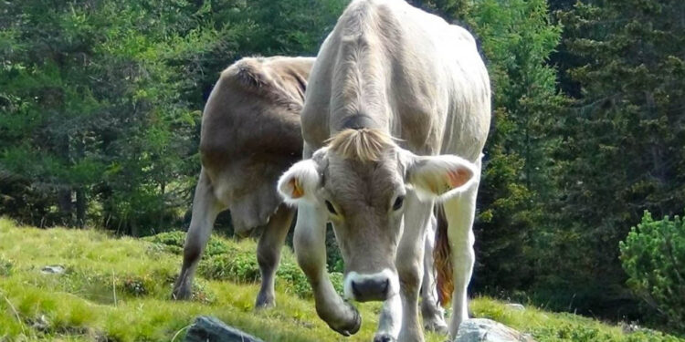 Sader eleva alerta sanitaria por presencia gusano barrenador