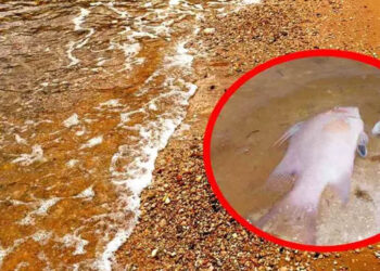 Marea roja: ¿qué es y cuáles son los síntomas de comer mariscos con toxinas?
