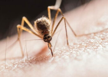 ¿Cuáles son las peligrosas plagas de insectos que aparecen con el calor?Los animales de sangre fría prefieren el clima cálido