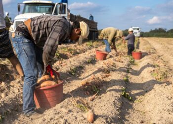 ¿Trabajas en el sector agrícola? Embajada de EU busca especialista y ofrece un sueldo superior a 700 MIL pesos