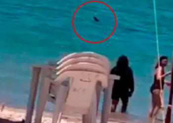 Tiburón sorprende a bañistas en playa de Sonora