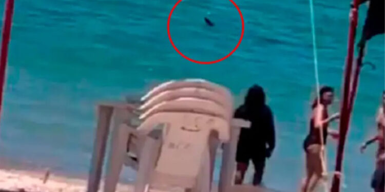 Tiburón sorprende a bañistas en playa de Sonora