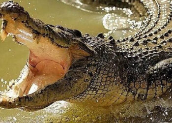Alertan por presencia de dos cocodrilos en río de Guasave, Sinaloa