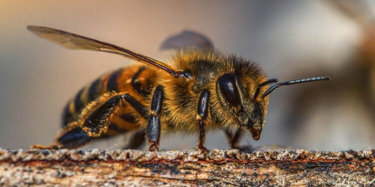 ¿Por qué preocupa a científicos la desaparición de las abejas?