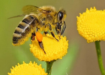 Hombre muere por ataque de abejas en Mazatlán, Sinaloa