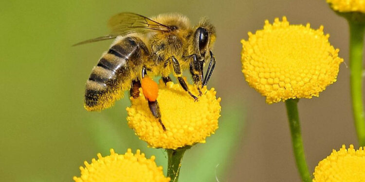 Hombre muere por ataque de abejas en Mazatlán, Sinaloa