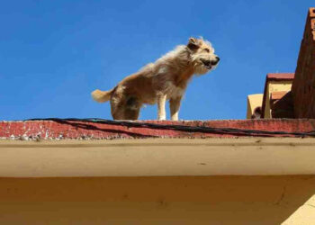 ¿De cuánto es la multa por dejar a un perrito en la AZOTEA con la ola de calor en México?