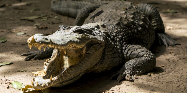 Decomisan y liberan cocodrilos mascotas en Elota