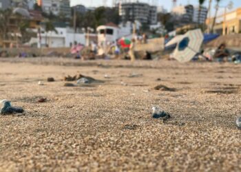 ¡Cuidado! Alerta Escuadrón de Salvamento Acuático presencia de Quemadores en playas de Mazatlán