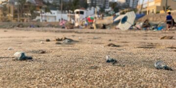 ¡Cuidado! Alerta Escuadrón de Salvamento Acuático presencia de Quemadores en playas de Mazatlán