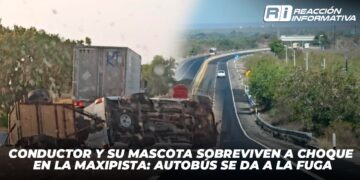 Conductor y su mascota sobreviven a choque en la Maxipista: Autobús se da a la fuga