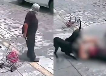 Jauría de perros ataca a abuelita en Querétaro | VIDEO