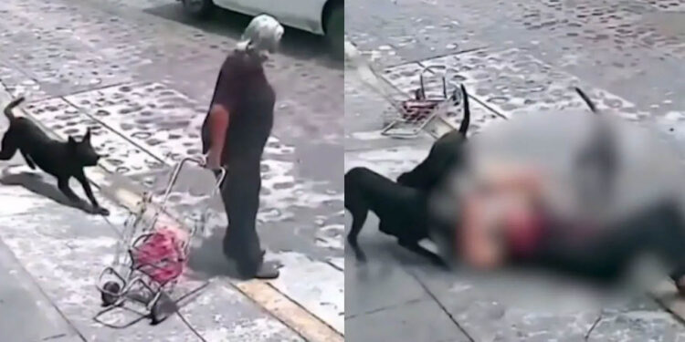 Jauría de perros ataca a abuelita en Querétaro | VIDEO