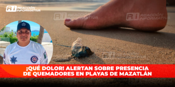 ¡QUÉ DOLOR! ALERTAN sobre presencia de QUEMADORES en playas de Mazatlán