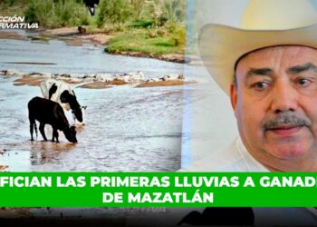 Benefician las primeras lluvias a ganaderos de Mazatlán