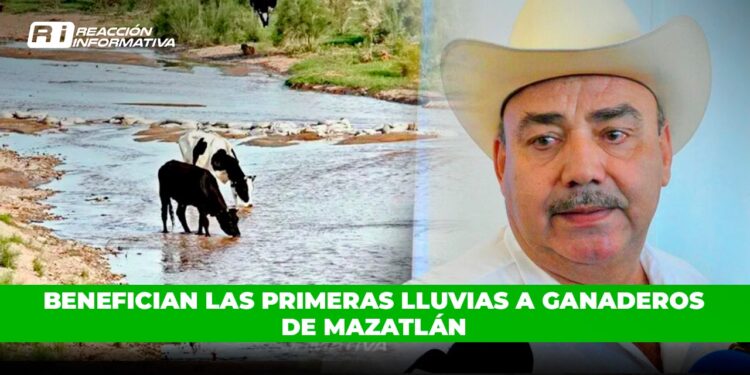 Benefician las primeras lluvias a ganaderos de Mazatlán