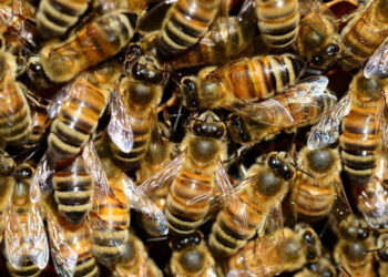 Ataque de abejas deja una mujer intoxicada y dos policías con picaduras en Sinaloa