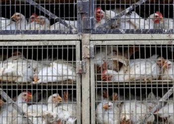 ‘No hay evidencia de transmisión humano a humano de la gripe aviar; no hay riesgo por comer pollo’: Secretaría de Salud