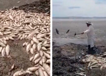 Grave sequía provoca muerte masiva de peces en Chihuahua