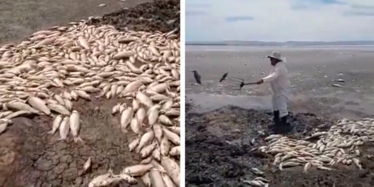 Grave sequía provoca muerte masiva de peces en Chihuahua