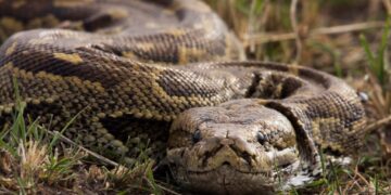 Pitón de cinco metros engulle a una mujer en Indonesia; esto se sabe