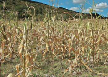 Producción de maíz blanco de México caería 9% en 2024 por la sequía