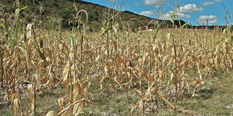 Producción de maíz blanco de México caería 9% en 2024 por la sequía
