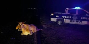 Se impacta vagoneta contra ganado al norte de Escuinapa