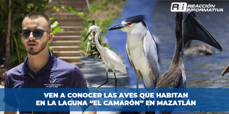 Ven a conocer las aves que habitan en la laguna “El Camarón” en Mazatlán.