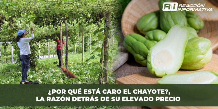 Aumento en las atenciones de la cruz roja durante el fin de semana en Mazatlán