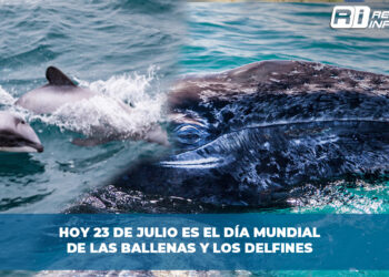 Hoy 23 de julio es el día Mundial de las Ballenas y los Delfines