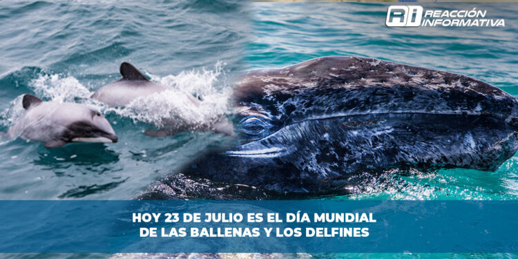 Hoy 23 de julio es el día Mundial de las Ballenas y los Delfines