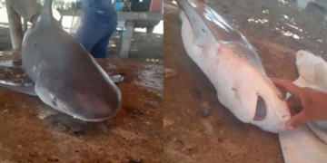 Capturan dos tiburones toro en la bahía de Culiacán