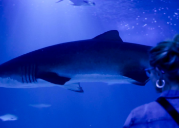 Científicos detectan cocaína en los tejidos de 13 tiburones en Brasil; creen que la sustancia llega al mar por el alcantarillado de Río de Janeiro