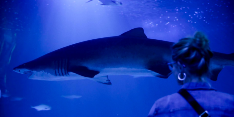 Científicos detectan cocaína en los tejidos de 13 tiburones en Brasil; creen que la sustancia llega al mar por el alcantarillado de Río de Janeiro