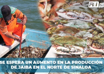 Se espera un aumento en la producción de jaiba en el norte de Sinaloa