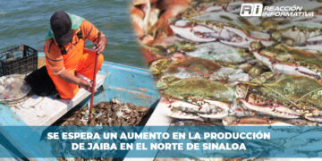 Se espera un aumento en la producción de jaiba en el norte de Sinaloa